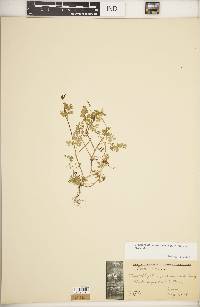 Chaerophyllum procumbens image