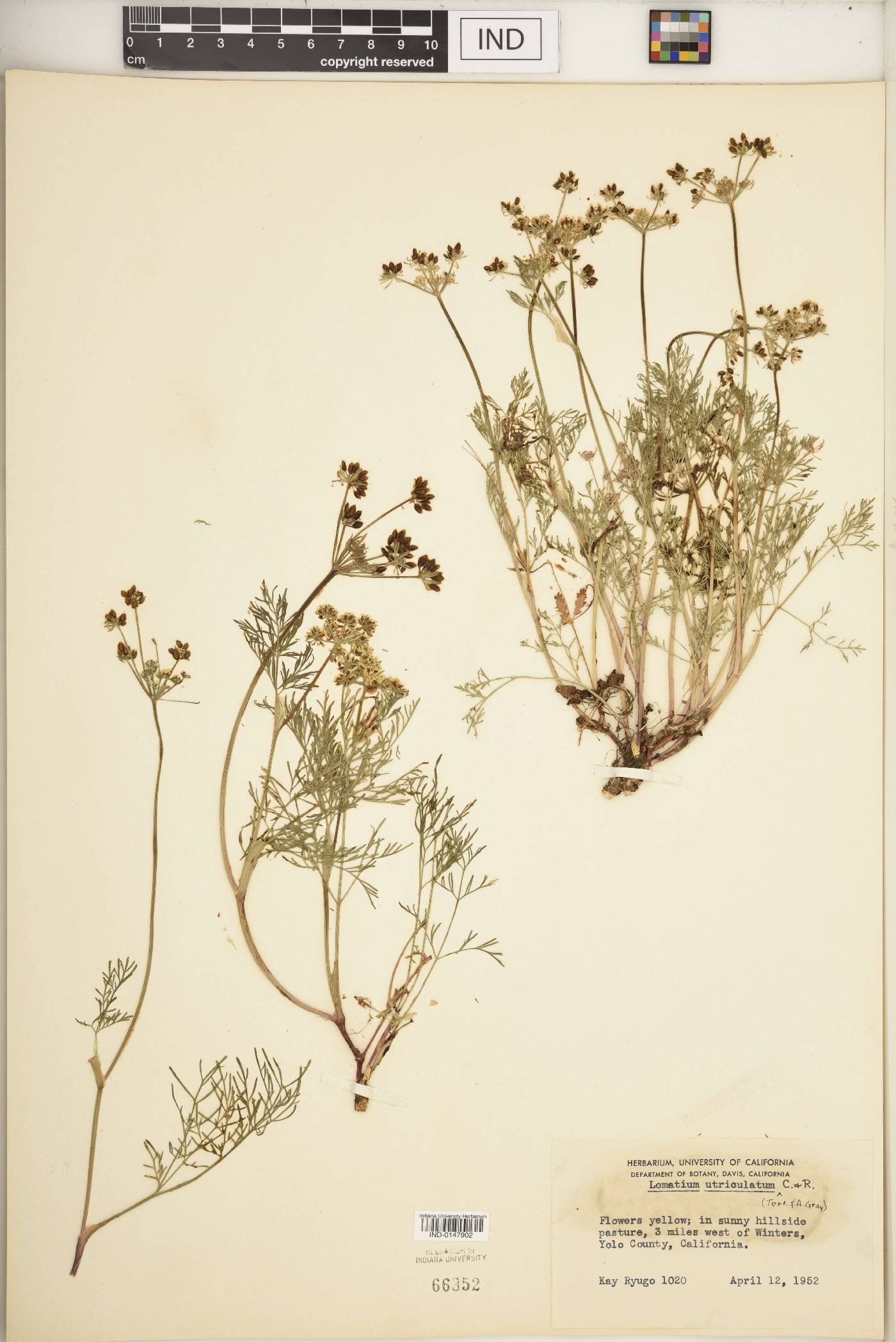Lomatium utriculatum image
