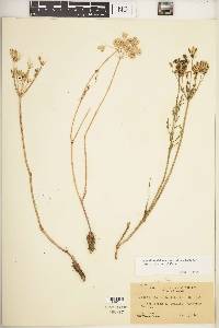 Lomatium utriculatum image