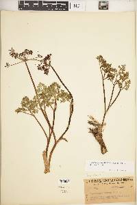 Lomatium watsonii image