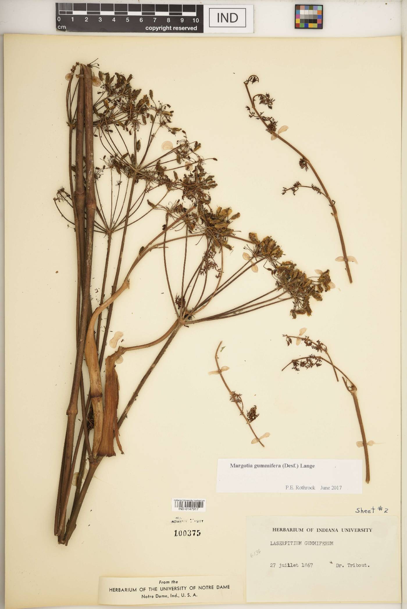 Margotia gummifera image