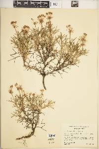 Mulinum spinosum image