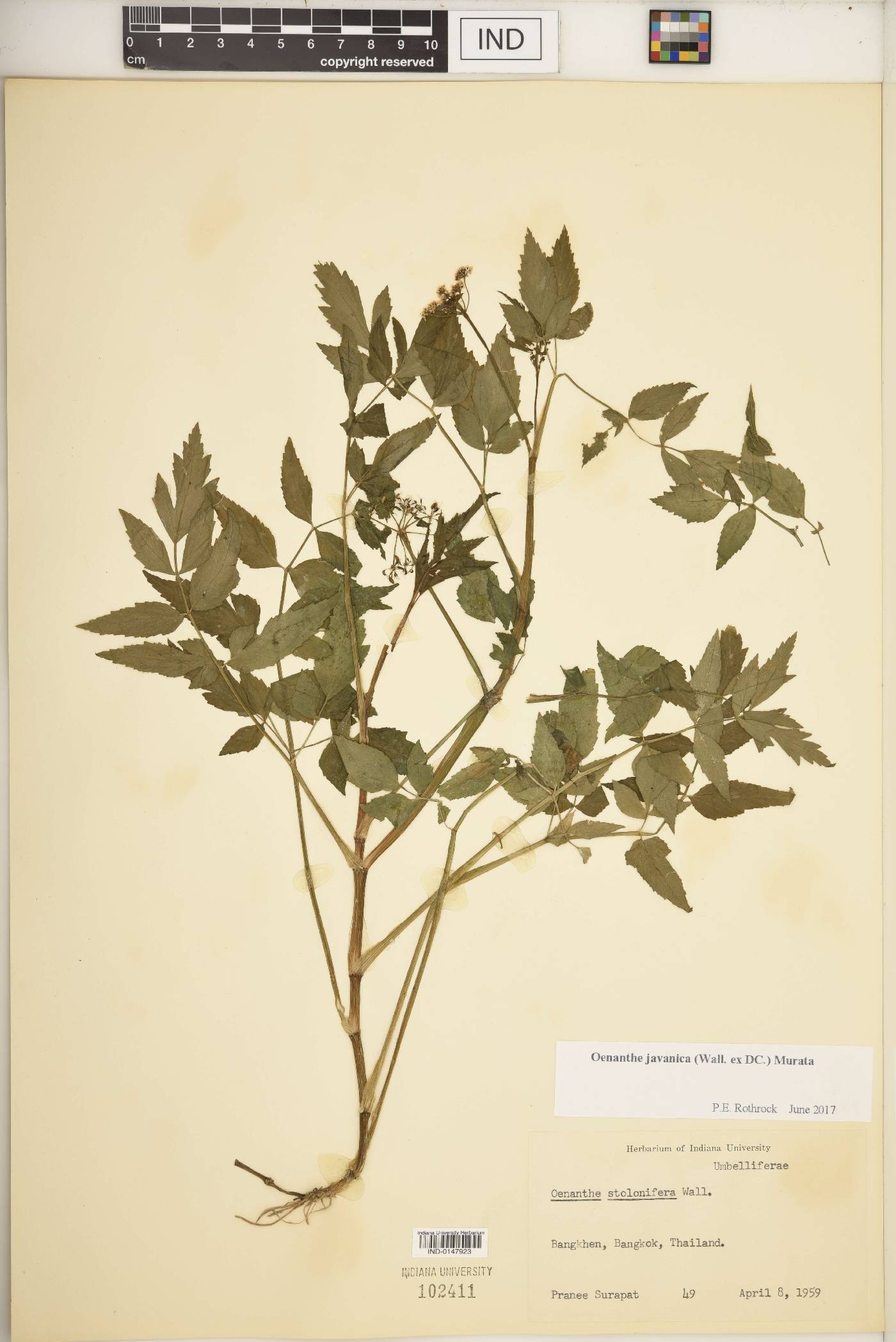 Oenanthe javanica image