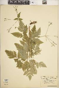 Osmorhiza claytonii image