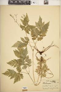 Osmorhiza claytonii image