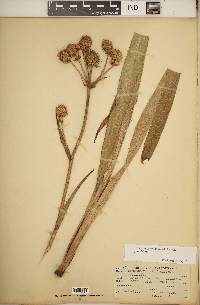 Eryngium yuccifolium var. yuccifolium image