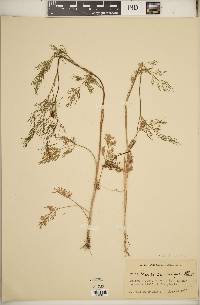 Foeniculum vulgare image