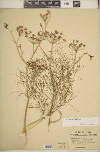 Foeniculum vulgare image