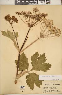 Heracleum maximum image