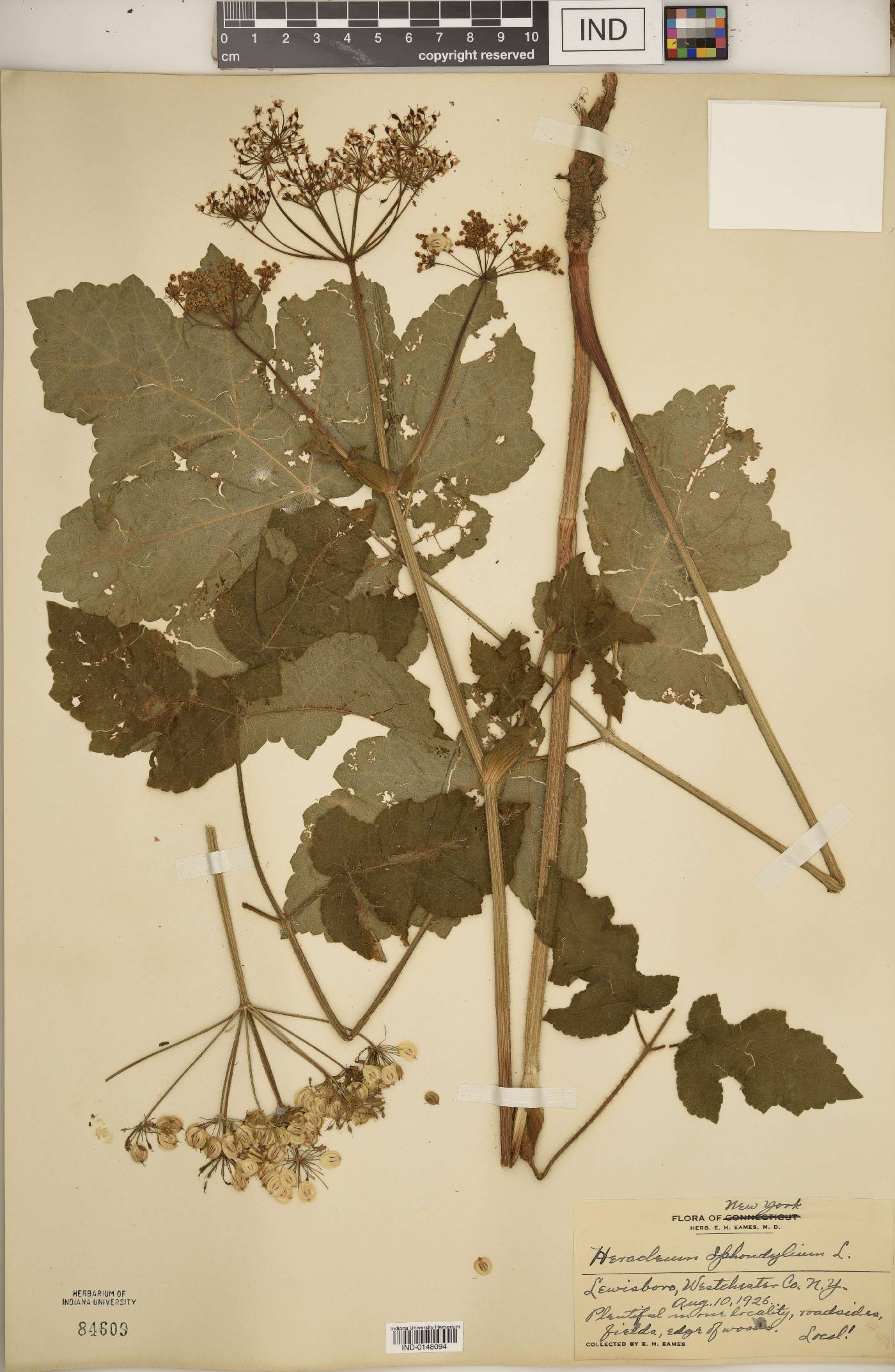 Heracleum sphondylium image