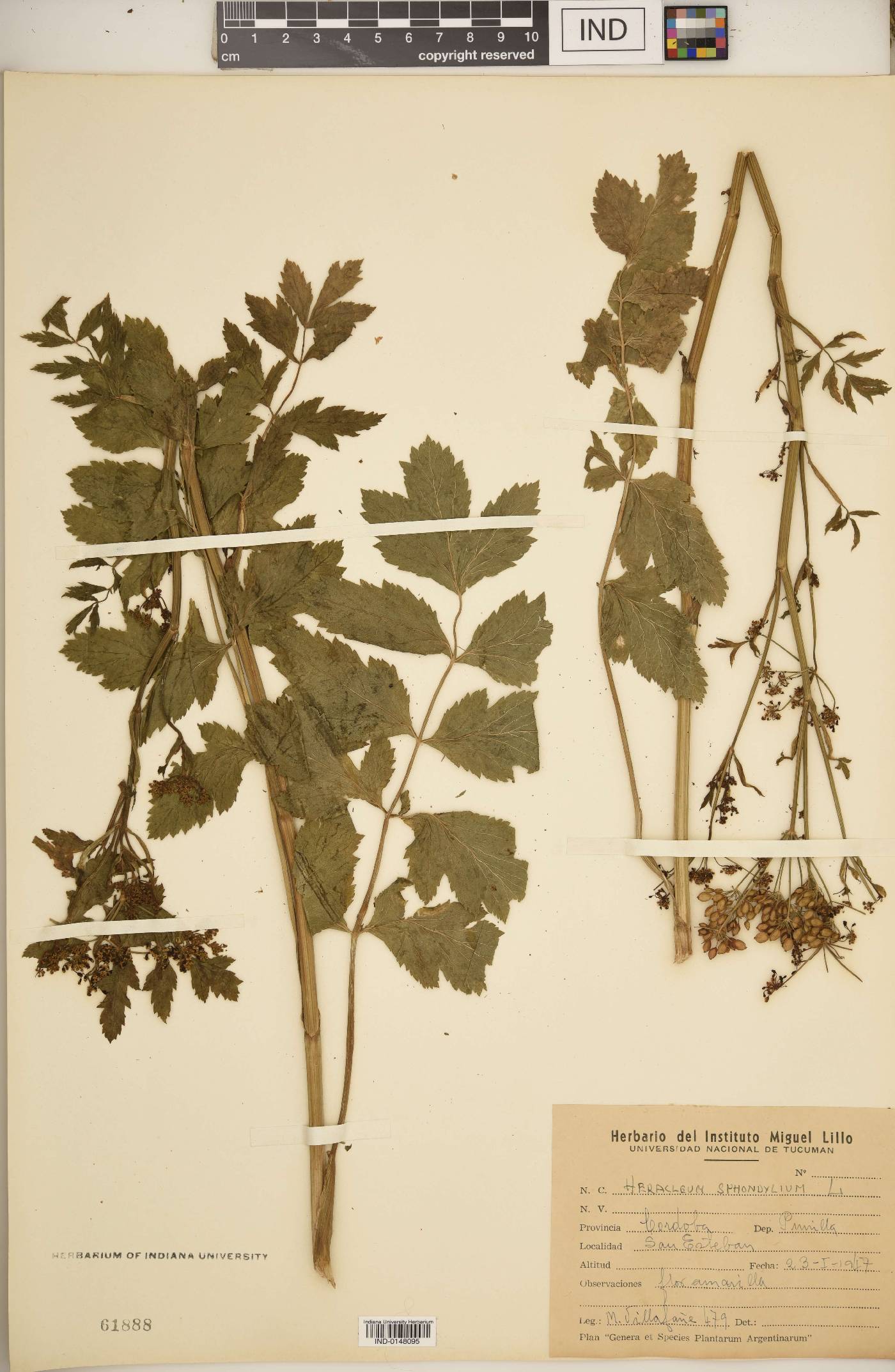 Heracleum sphondylium image