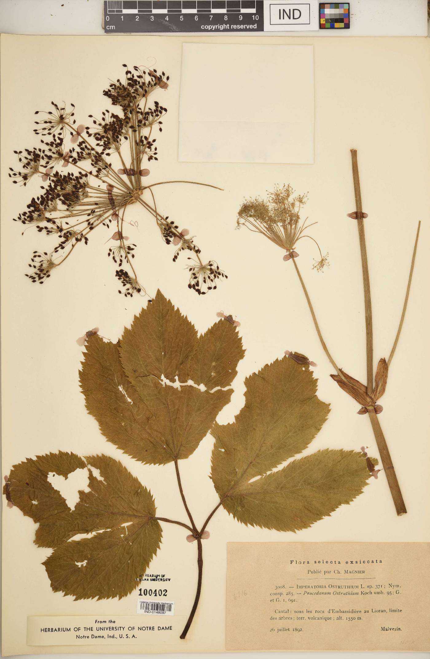 Peucedanum ostruthium image