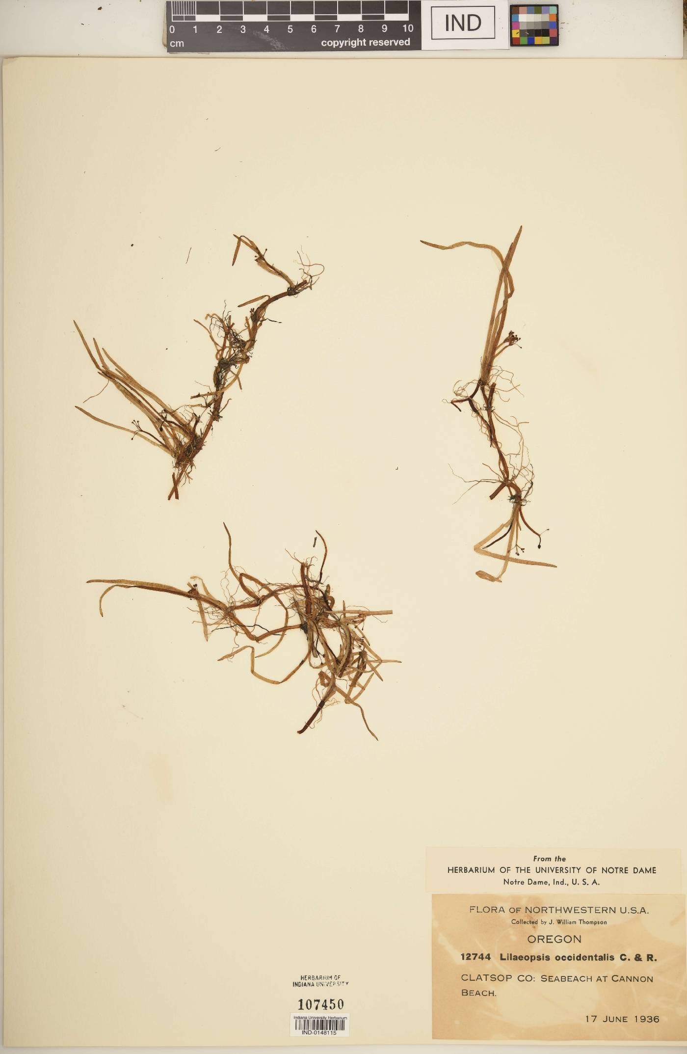 Lilaeopsis occidentalis image
