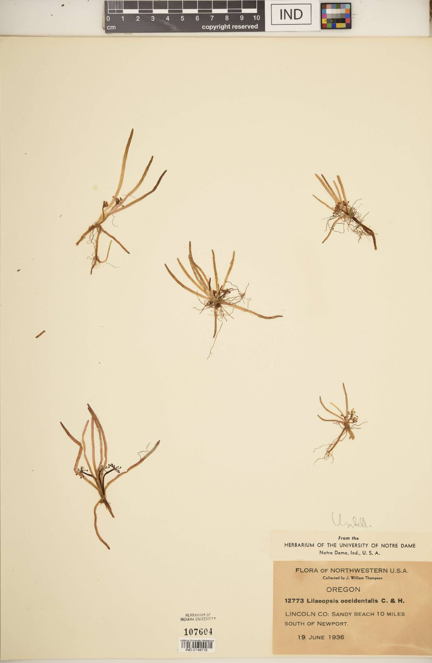 Lilaeopsis occidentalis image