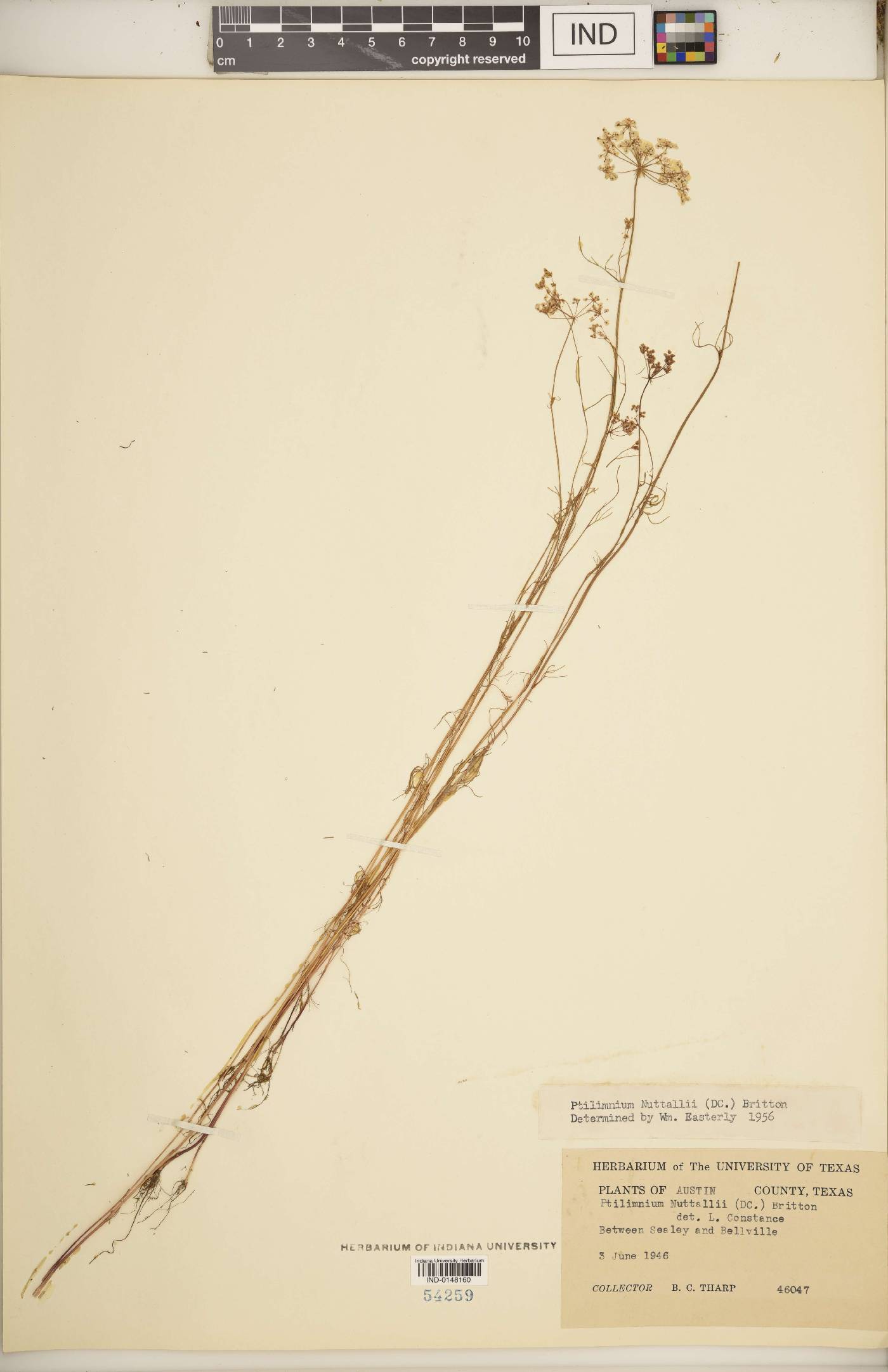 Ptilimnium nuttallii image