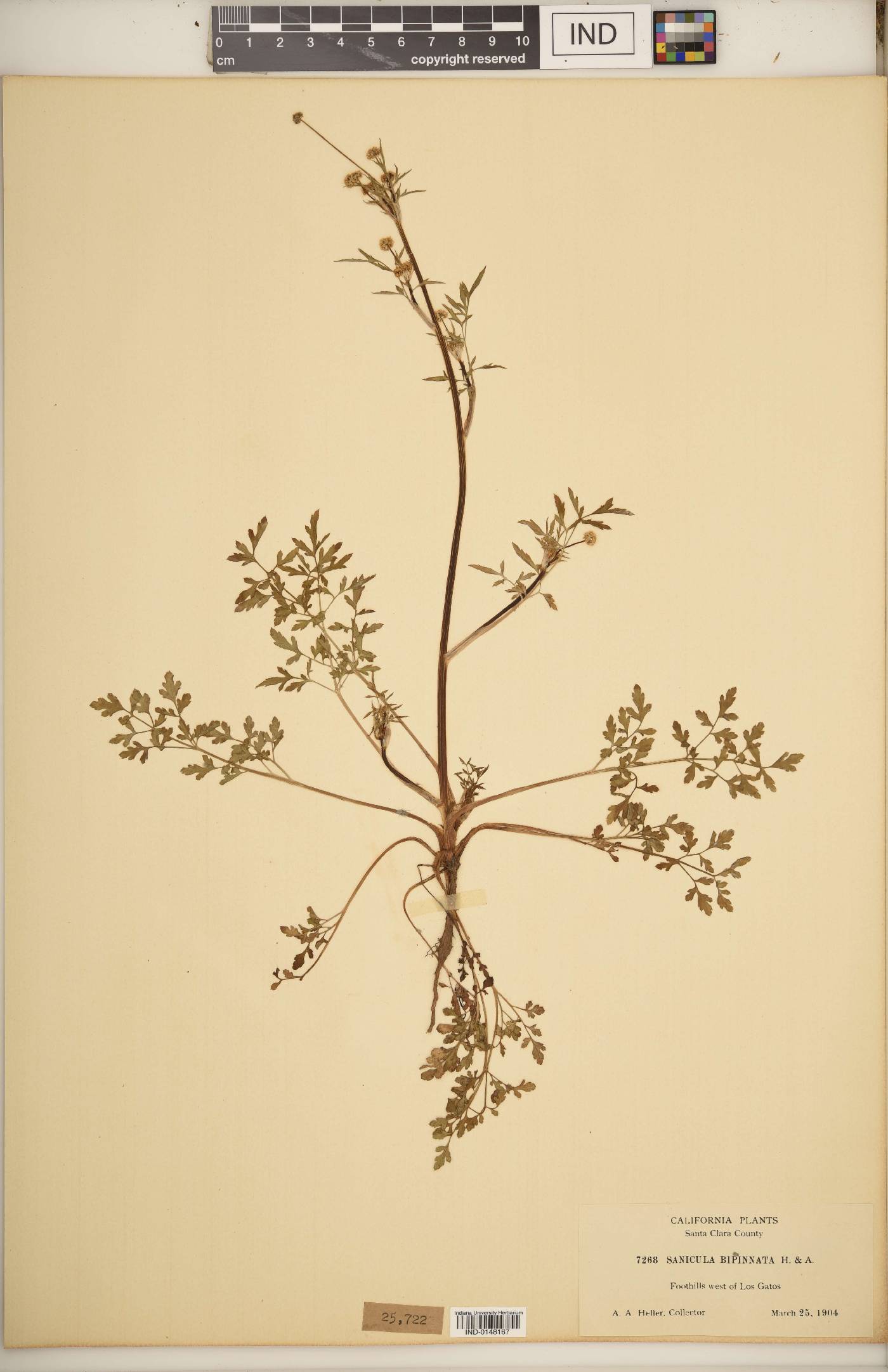 Sanicula bipinnata image