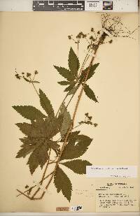 Sanicula canadensis var. grandis image