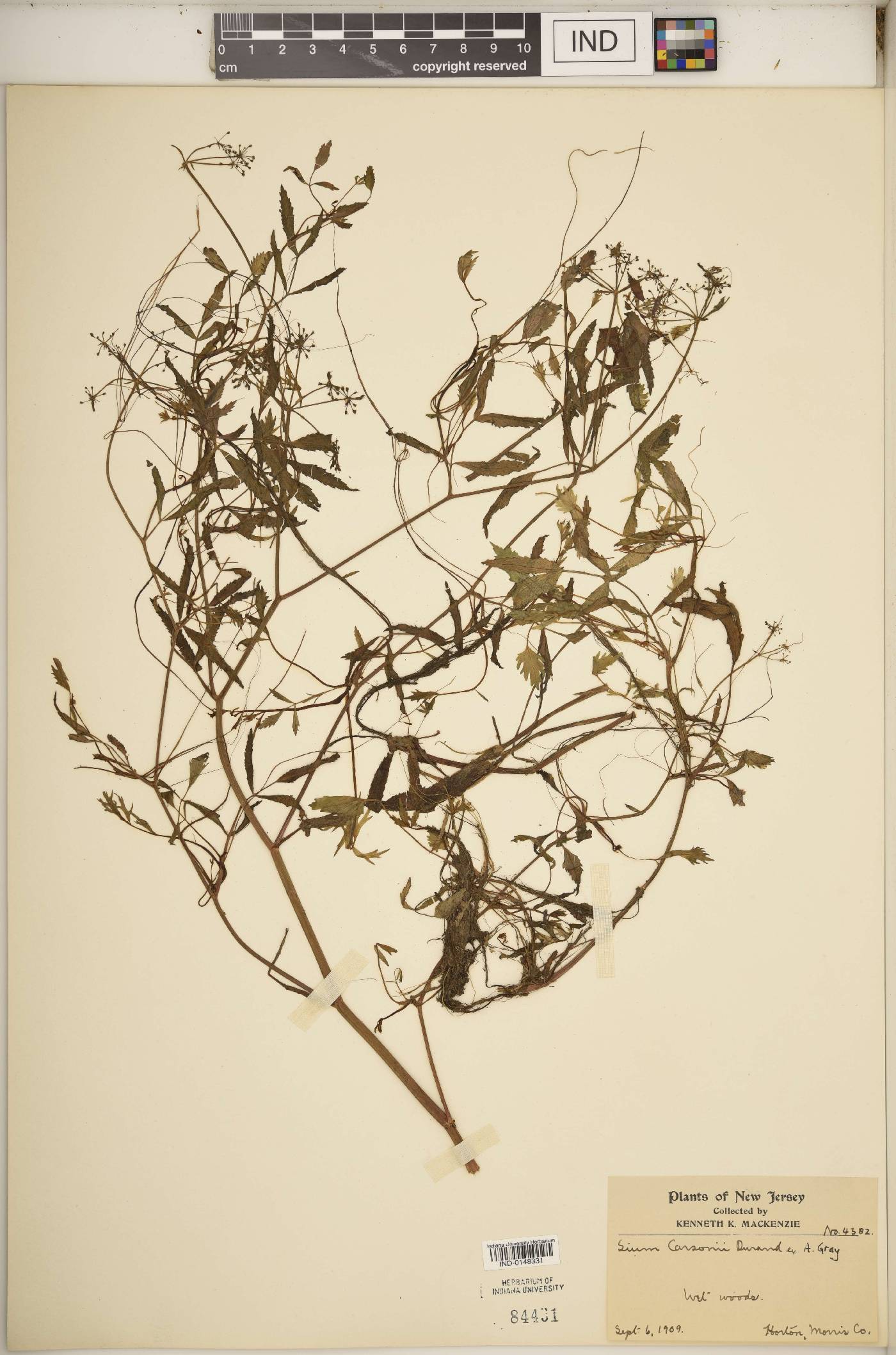 Sium carsonii image