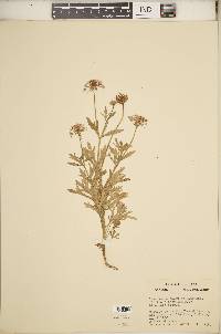 Trachymene coerulea image