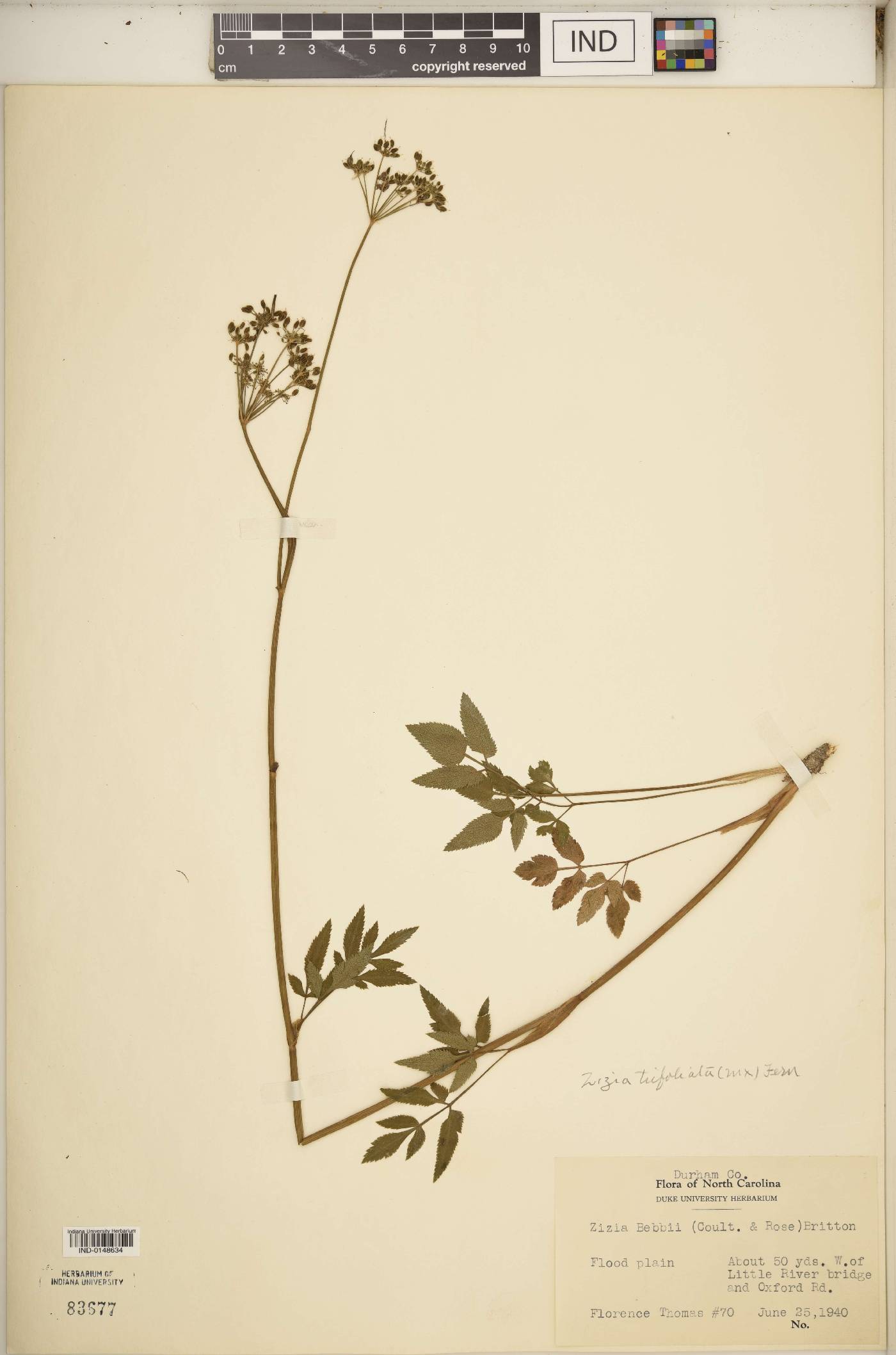 Zizia trifoliata image