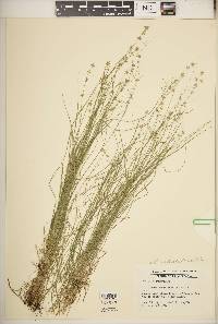 Carex radiata image