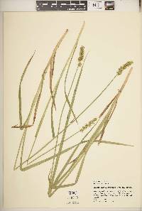 Carex laevivaginata image