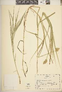 Carex tribuloides var. tribuloides image