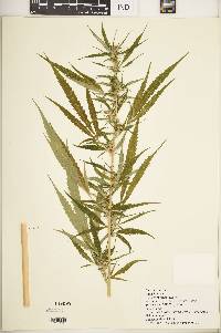 Cannabis sativa image