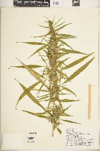 Cannabis sativa image