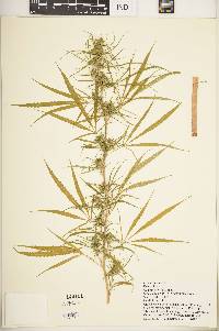 Cannabis sativa image