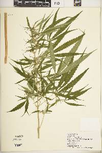 Cannabis sativa image