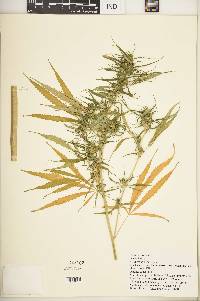 Cannabis sativa image