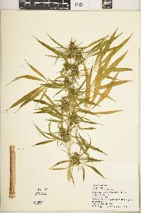 Cannabis sativa image