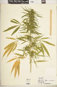 Cannabis sativa image