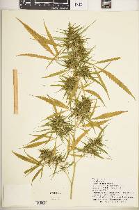 Cannabis sativa image