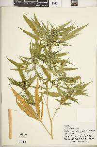 Cannabis sativa image