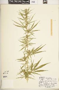 Cannabis sativa image