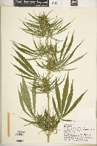 Cannabis sativa image