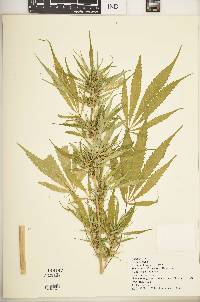 Cannabis sativa image