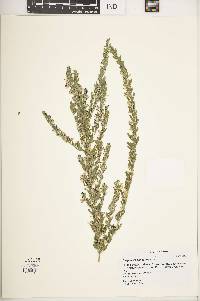 Lespedeza cuneata image