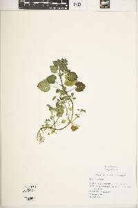 Lamium purpureum image