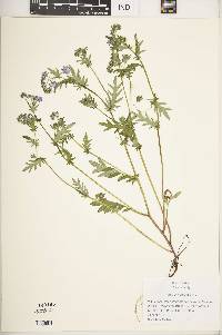 Phacelia purshii image