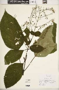 Collinsonia canadensis image