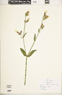 Silene latifolia image