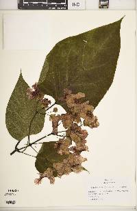 Catalpa speciosa image