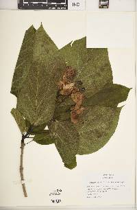 Catalpa speciosa image