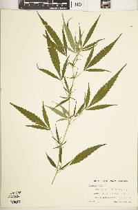 Cannabis sativa image