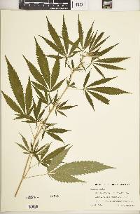 Cannabis sativa image