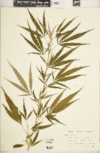 Cannabis sativa image