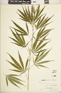 Cannabis sativa image